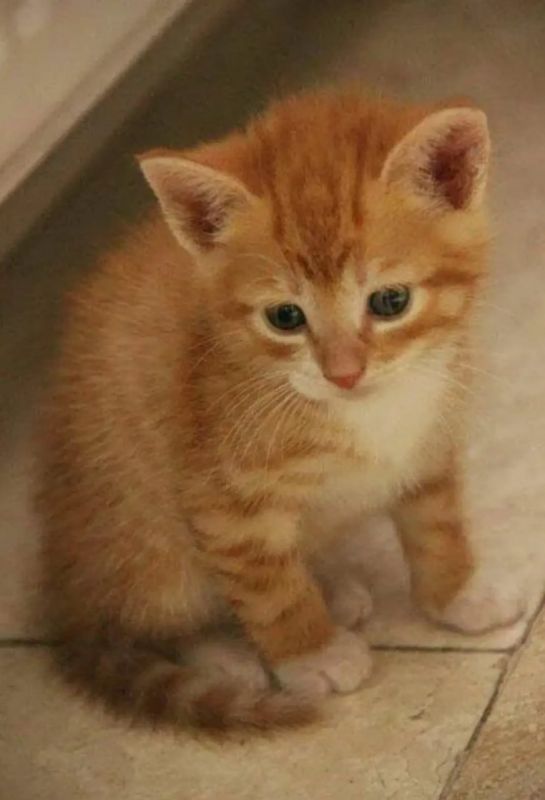 Рыжие песики и котики из подборки "оранжевых" фото, которые мы собираем на этой неделе