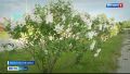 Жительница Первомайского района приглашает полюбоваться на русскую сирень