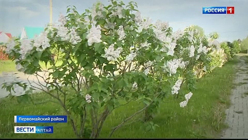 Жительница Первомайского района приглашает полюбоваться на русскую сирень