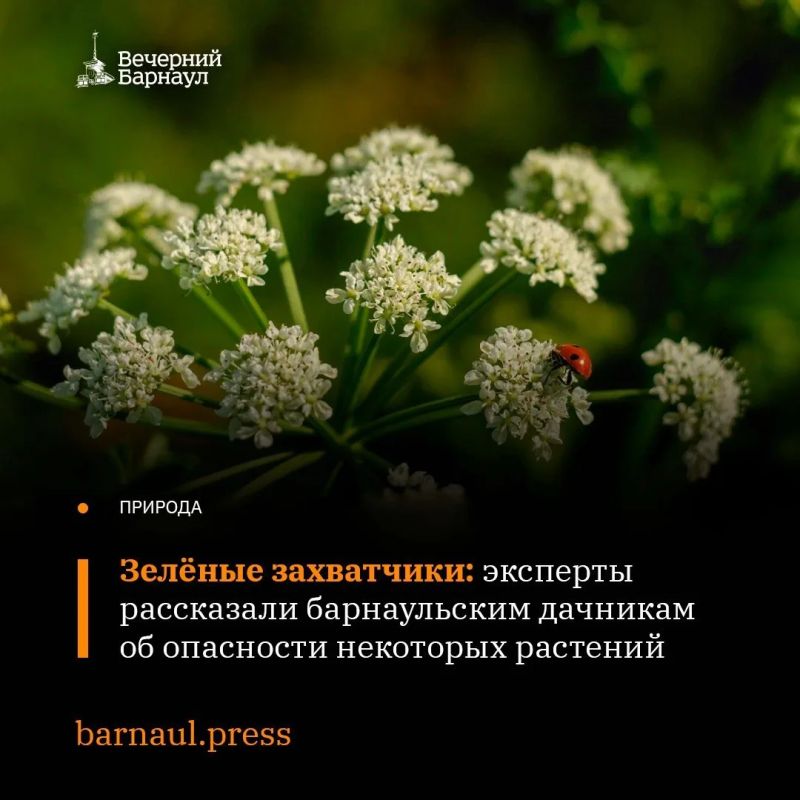Иногда растение, посаженное на участке, со временем становится источником проблем