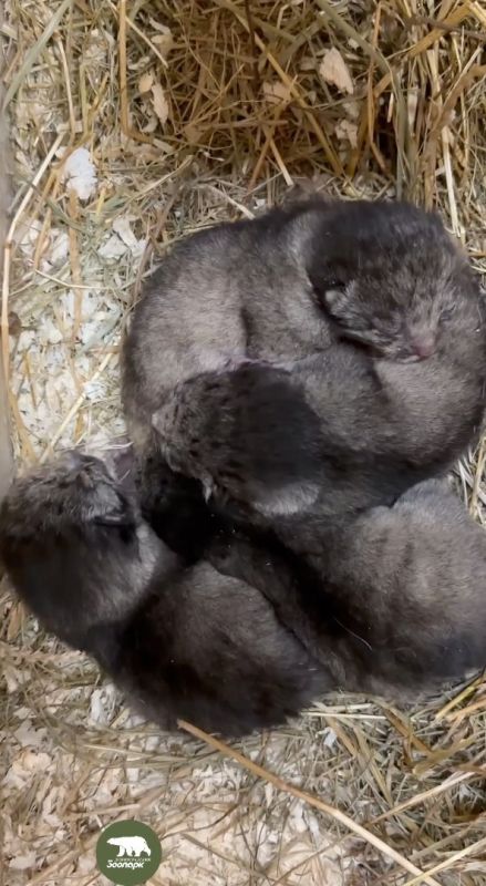 Манул Пепе из барнаульского зоопарка стала мамой четырёх котят