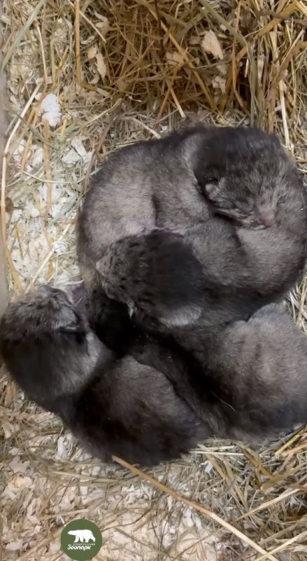 Манул Пепе из барнаульского зоопарка стала мамой четырёх котят