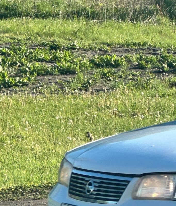 Суслики поселились у стелы на въезде в Новоалтайск Суслики поселились у стелы на въезде в Новоалтайск