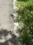 ��������� ��� ��������� �������