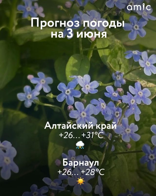 До +31 градуса ожидается в Алтайском крае днем 3 июня, следует из прогноза регионального Гидрометцентра