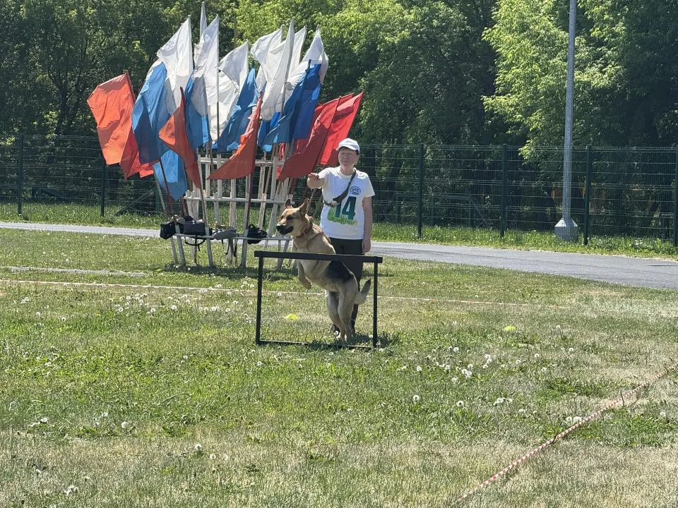 Чемпионат Сибири по спортивно-прикладному собаководству проходит в Барнауле Чемпионат Сибири по спортивно-прикладному собаководству проходит в Барнауле