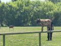 Чемпионат Сибири по спортивно-прикладному собаководству проходит в Барнауле