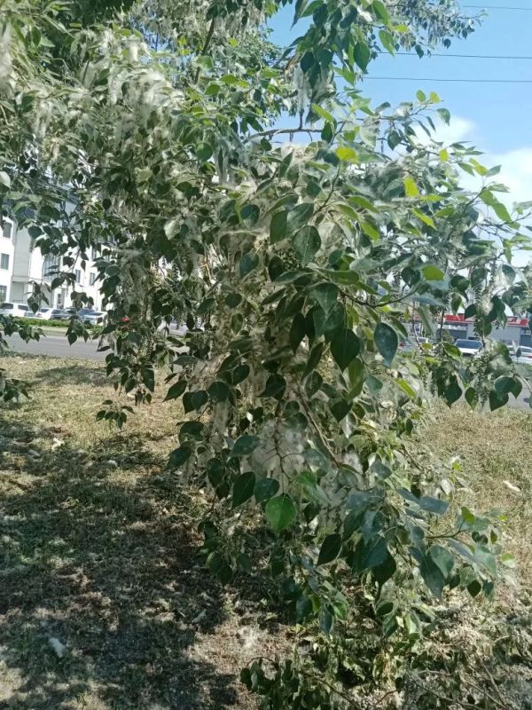 "Ковры" из тополиного пуха накрыли июньскую траву на проспекте Строителей в Барнауле "Ковры" из тополиного пуха накрыли июньскую траву на проспекте Строителей в Барнауле