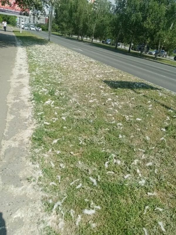 "Ковры" из тополиного пуха накрыли июньскую траву на проспекте Строителей в Барнауле