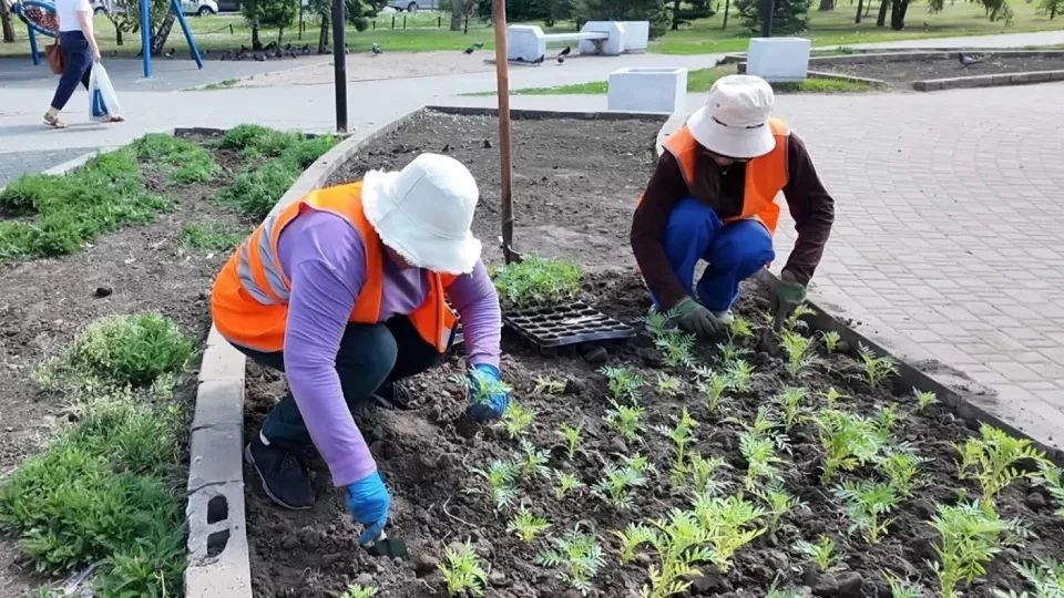 На городских клумбах продолжают высаживать однолетние цветы На городских клумбах продолжают высаживать однолетние цветы