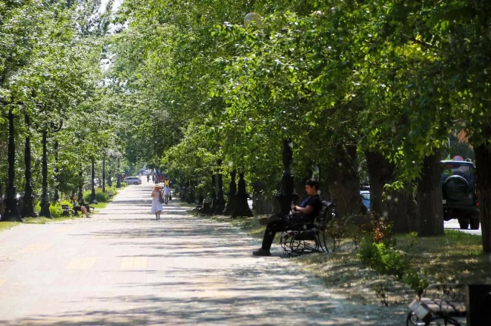 Барнаул засыпало снегом тополиным пухом Барнаул засыпало снегом тополиным пухом