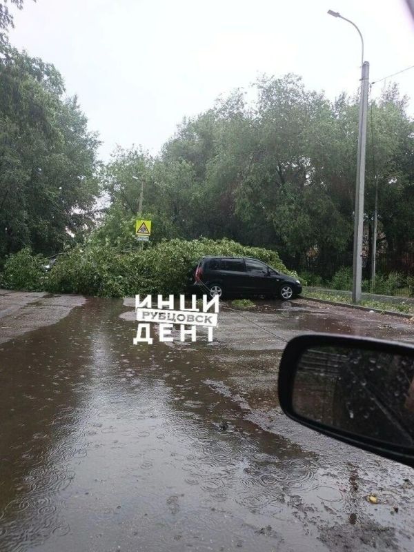 В Рубцовске сильный ветр повалил деревья В Рубцовске сильный ветр повалил деревья
