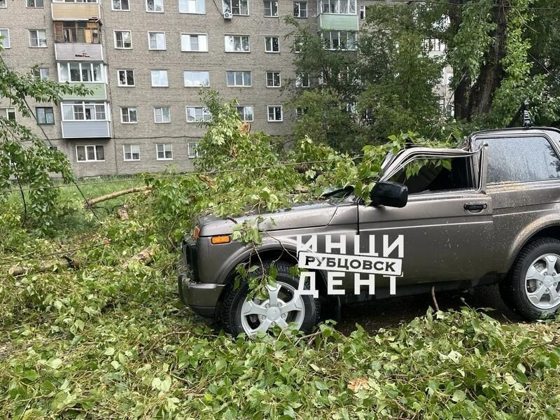 В Рубцовске сильный ветр повалил деревья В Рубцовске сильный ветр повалил деревья