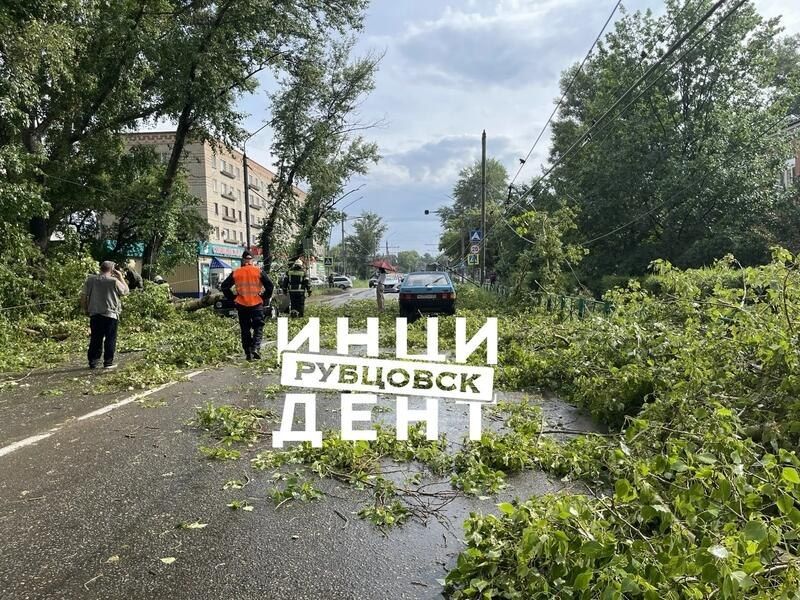 В Рубцовске сильный ветр повалил деревья В Рубцовске сильный ветр повалил деревья