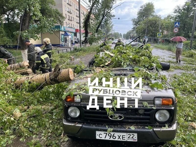 В Рубцовске сильный ветр повалил деревья В Рубцовске сильный ветр повалил деревья