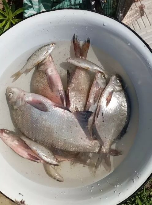 Рыбаки раскрыли, где и какую рыбу можно поймать в Алтайском крае Рыбаки раскрыли, где и какую рыбу можно поймать в Алтайском крае