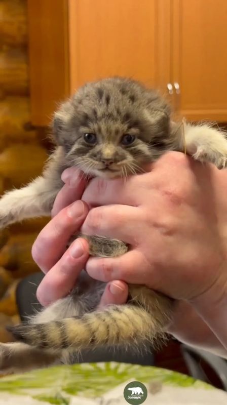 Котят манула Пепе из Барнаула показали в Ленинградском зоопарке Котят манула Пепе из Барнаула показали в Ленинградском зоопарке