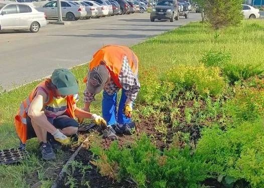 В Барнауле продолжают высаживать цветы на городских клумбах В Барнауле продолжают высаживать цветы на городских клумбах