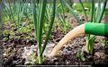 Июньский уход за луком и чесноком: секреты успешного урожая