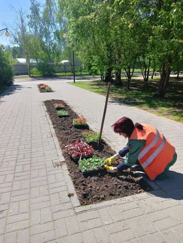 Однолетние цветы продолжают высаживать в Барнауле Однолетние цветы продолжают высаживать в Барнауле