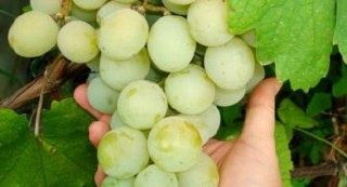 Виноград Кеша: идеальный выбор для каждого виноградаря