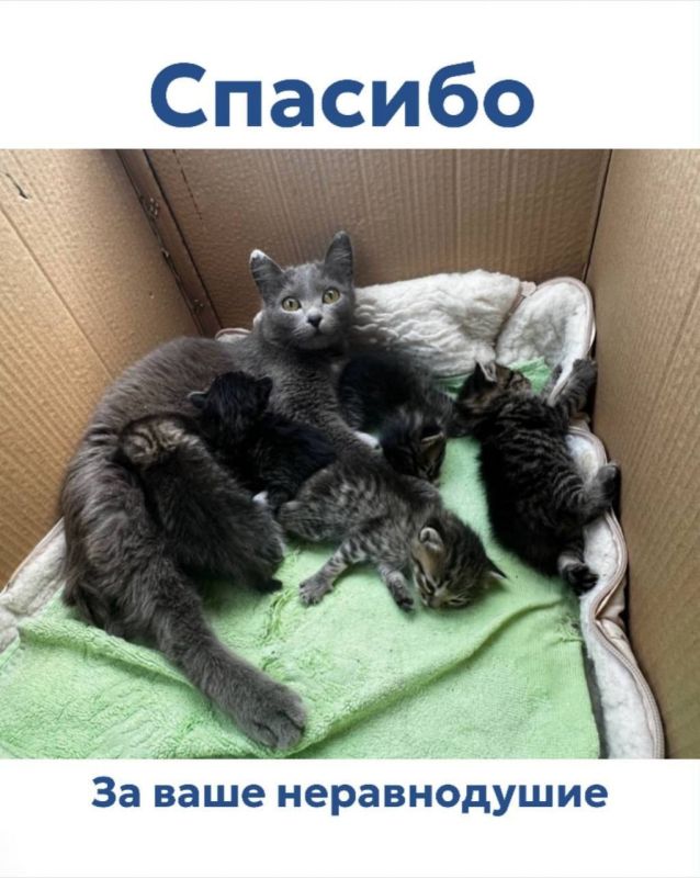 Питомцев барнаульского частного приюта «Бусинка» больше не могут лечить в ветклиниках из-за долгов Питомцев барнаульского частного приюта «Бусинка» больше не могут лечить в ветклиниках из-за долгов