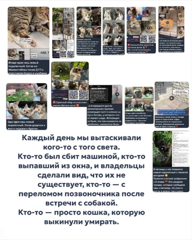 Питомцев барнаульского частного приюта «Бусинка» больше не могут лечить в ветклиниках из-за долгов Питомцев барнаульского частного приюта «Бусинка» больше не могут лечить в ветклиниках из-за долгов