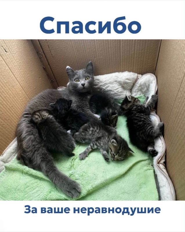 Питомцев барнаульского частного приюта «Бусинка» больше не могут лечить в ветклиниках из-за долгов Питомцев барнаульского частного приюта «Бусинка» больше не могут лечить в ветклиниках из-за долгов