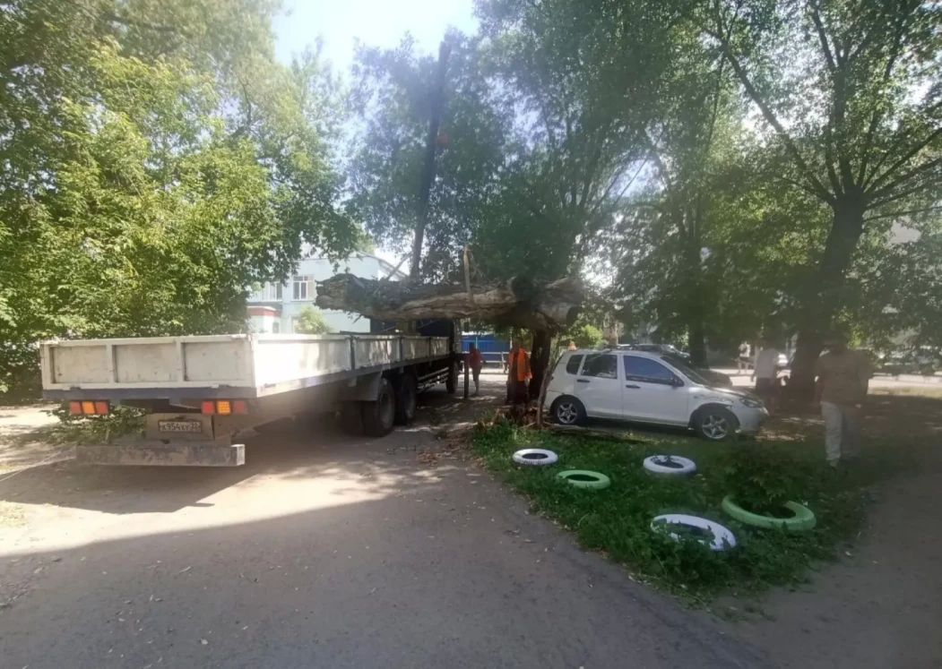 Дерево придавило два автомобиля в центре Барнаула Дерево придавило два автомобиля в центре Барнаула