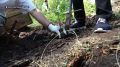 Четыре тысячи молодых сосен высадили в Республике Алтай в рамках экологической акции