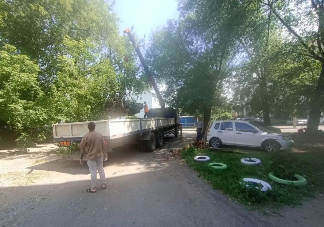 Дерево придавило два автомобиля в центре Барнаула Дерево придавило два автомобиля в центре Барнаула