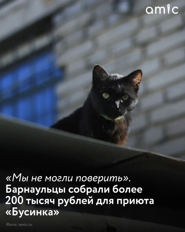 Барнаульский приют для животных «Бусинка», который накануне сообщил о крупном долге перед ветеринарными клиниками и риске остаться без медицинской помощи для своих подопечных, получил значительную поддержку от жителей города