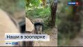 В сети появились видеокадры с подрастающими котятами нашей самки манула Пепе