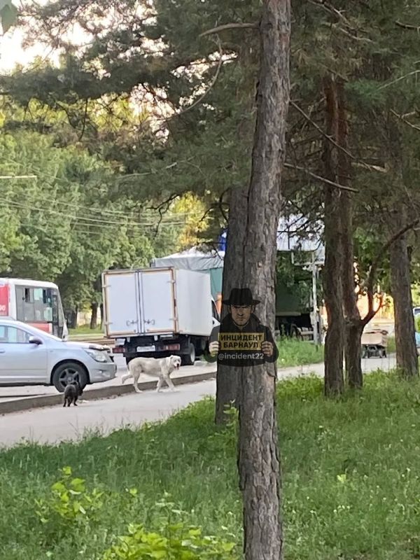 Агрессивный алабай убивает других животных в Барнауле