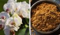 Как спасти орхидею от грибковых инфекций с помощью корицы