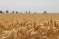 Завод Ladoga заявляет о намерении выращивать зерновые для виски к 2027 году
