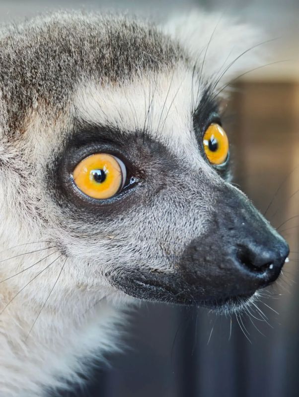 Кошачий лемур поселился в барнаульском зоопарке Кошачий лемур поселился в барнаульском зоопарке