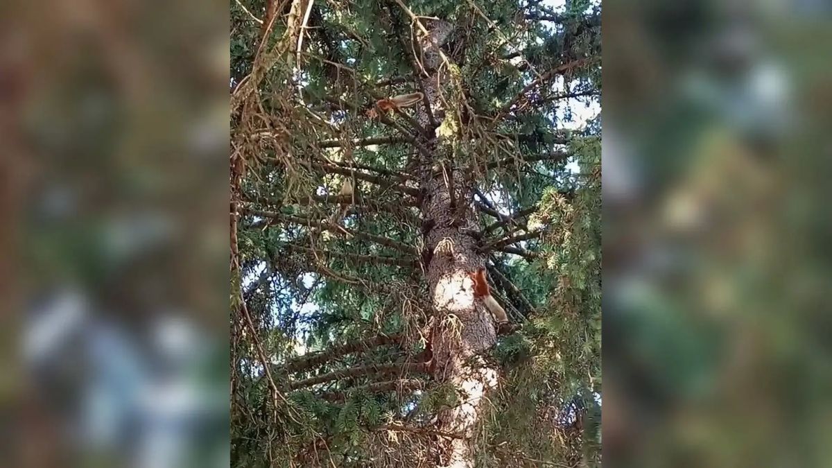 Юные натуралисты спасли детенышей утонувшей белки Юные натуралисты спасли детенышей утонувшей белки