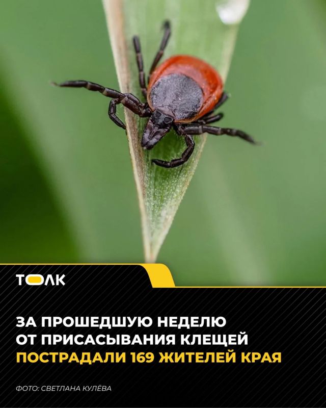Более 6,5 тысячи случаев присасывания клещей зафиксировали в Алтайском крае