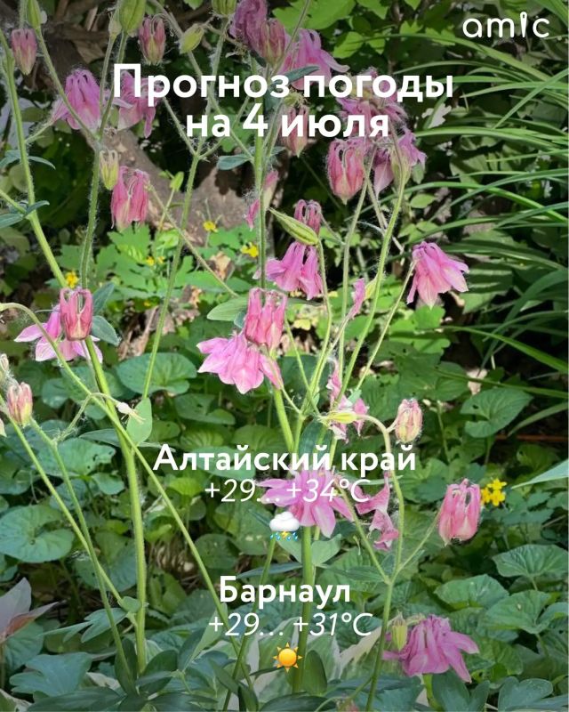 Доброе утро! О погоде в Алтайском крае 4 июля