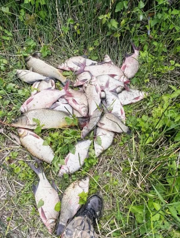 Алтайские рыбаки продолжают делиться кадрами улова Алтайские рыбаки продолжают делиться кадрами улова