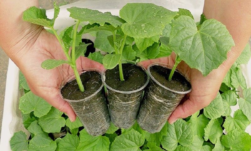 Как молоко и йод помогают вырастить сильную рассаду и щедрый урожай