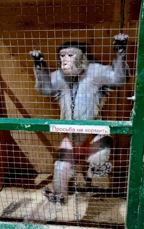 Прокуратура г.Бийска в судебном порядке добилась признания деятельности организации по использованию животных в мини-зоопарке незаконной