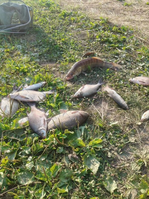 В Алтайском крае продолжается летний рыболовный сезон В Алтайском крае продолжается летний рыболовный сезон