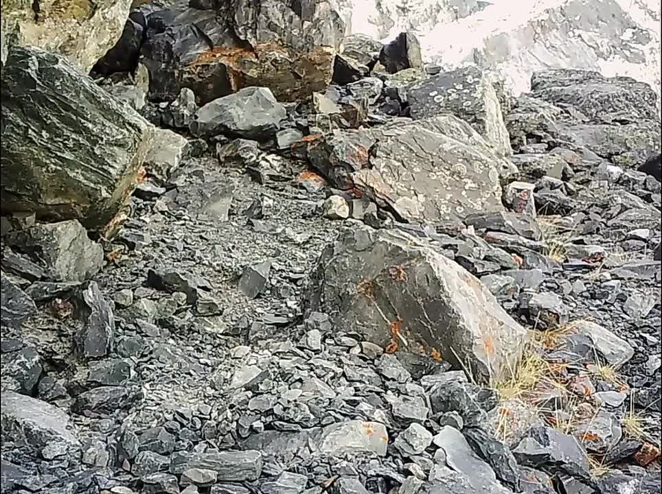 Упитанный сурок попал в объектив фотоловушки в Сайлюгемском нацпарке