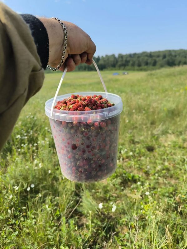 Грибов мало, но ягод много Грибов мало, но ягод много