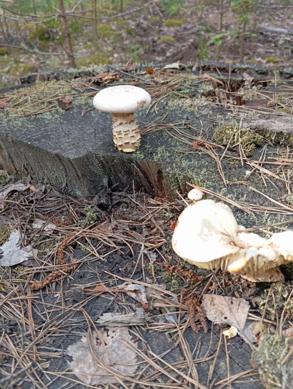 Грибов мало, но ягод много Грибов мало, но ягод много