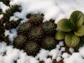 Зимующие насекомые-хищники: защита вашего сада от вредителей