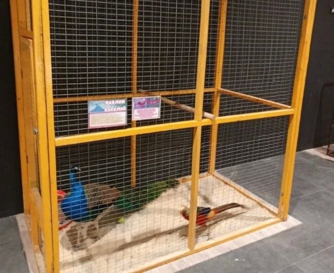 Более 60 животных изъяли из нелегального зоопарка в Бийске в пользу государства Более 60 животных изъяли из нелегального зоопарка в Бийске в пользу государства