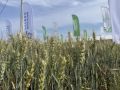 Сегодня открывается Всероссийский день поля